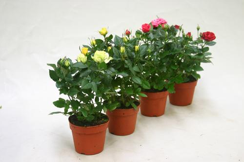 Visuel 1 du produit Rosier. Le pot de Ø 12 cm