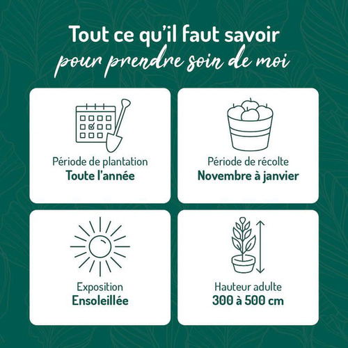 Visuel 3 du produit Clémentinier bio botanic®. Le pot de 3 litres