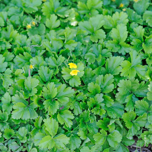 Visuel 1 du produit Waldsteinia Ternata - Le pack de 6 plants