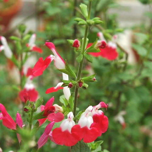 Visuel 2 du produit Sauge vivace - Le pot de 2 litres