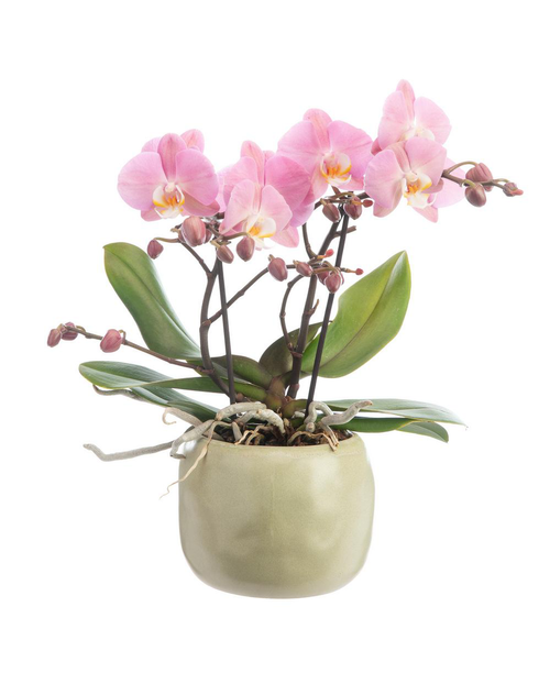 Visuel 1 du produit Orchidée Phalaenopsis Tablo à 2 branches avec cache-pot en céramique. Le cache-pot Ø 12 cm