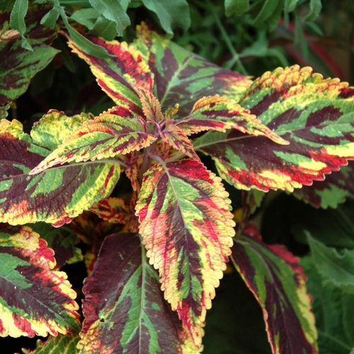 Visuel 1 du produit Coléus ou Coliole au feuillage multicolore - Le pot Ø 13 cm