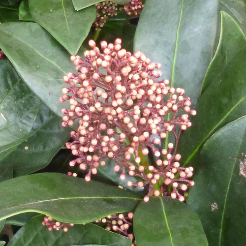 Visuel 1 du produit Skimmia - Le pot de 0,5 litre