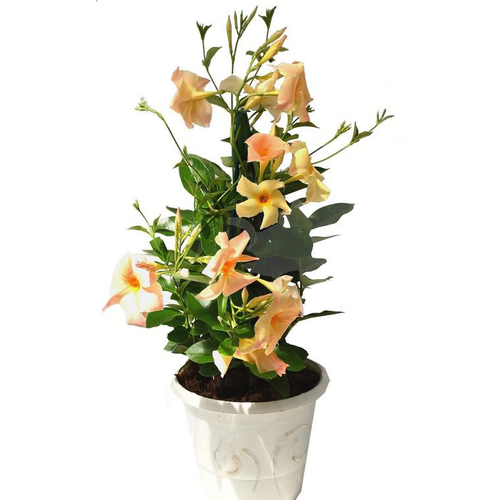 Visuel 1 du produit Dipladénia Palissé Opale Orange Coral - Le pot de 2,5 litres