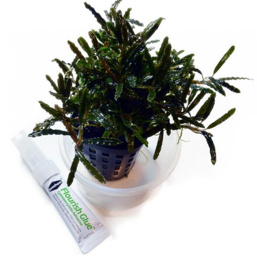 Visuel 3 du produit Colle à plantes double tube, rapide fixation, SEACHEM Flourish Glue - 2x4g