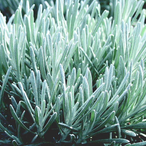 Visuel 1 du produit Helichrysum Italicum - Le pot de 2,5 litres