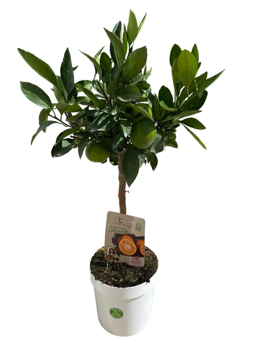 Visuel 1 du produit Mandarinier Satsuma coloris orange - 5 L