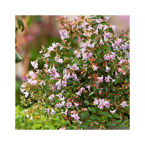 Visuel 2 du produit Abelia Grandiflora Edward Goucher en pot de 3 litres
