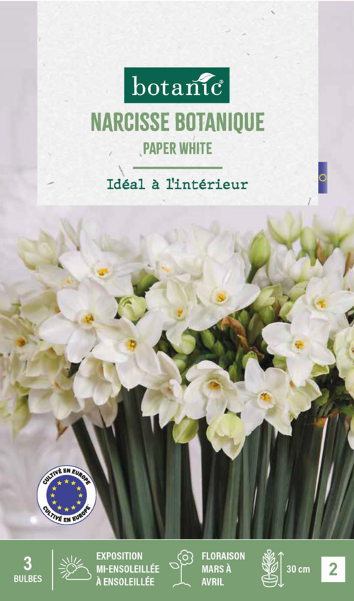 Visuel 1 du produit Narcisse intérieur Paper coloris blanc - 3 bulbes