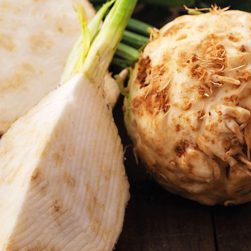 Visuel 1 du produit Céléri Rave Prinz Bio. La barquette de 3 plants