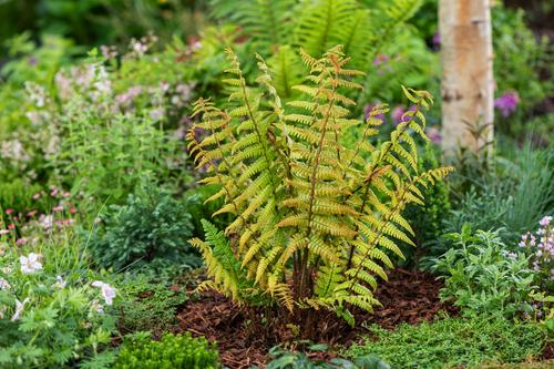 Visuel 1 du produit Fougère Dryopteris wallichiana JURASSIC GOLD - Le pot de 2 litres