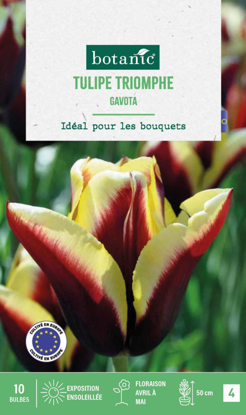 Visuel 1 du produit Tulipe Gavota botanic® - 10 bulbes