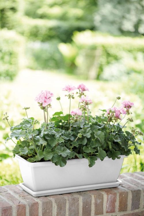 Visuel 3 du produit Soucoupe de balconnière blanche Elho Barcelona - 70 x 20 cm