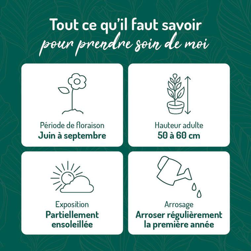 Visuel 2 du produit Penstemon rouge Gorge blanche - Le pot de 9 x 9 cm