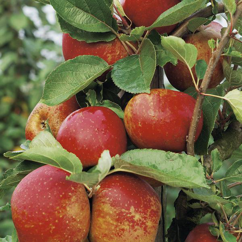 Visuel 1 du produit Pommier Belle De Bosckoop. Le pot de 25 litres