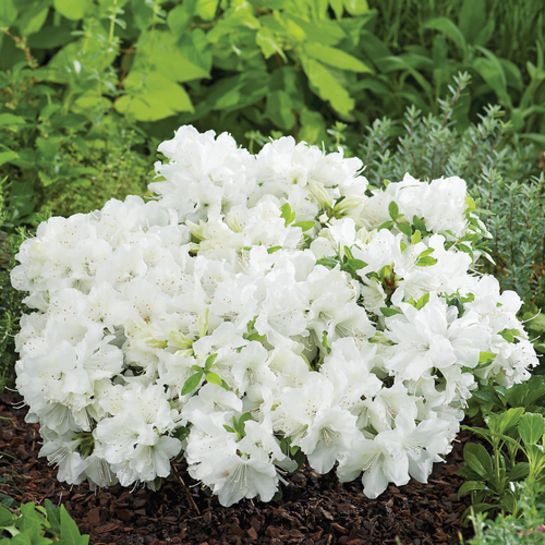 Visuel 1 du produit Azalée Pleasant White. Le pot de 5 litres