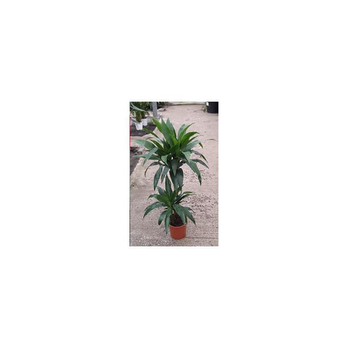 Visuel 1 du produit Plante verte draceana coloris vert - Ø 19 cm