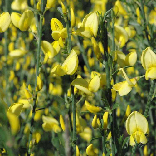 Visuel 1 du produit Genêt Praecox Allgold (Cytisus) jaune. Le pot de 4 litres