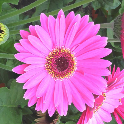 Visuel 1 du produit Gerbéra Garvinea® Sweet Heart - Le pot de 12 cm