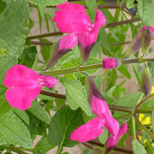 Visuel 3 du produit Salvia microphylla ou Sauge arbustive pink blush rose. Le pot de 9 x 9 cm