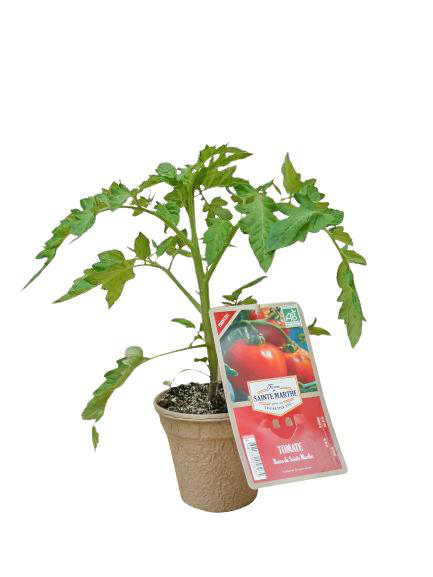 Visuel 1 du produit Aubergine Barbentane Bio. Le pot biodégradable de diamètre 10 cm