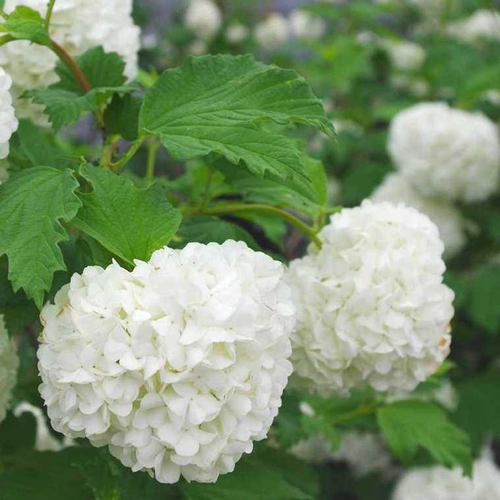 Visuel 1 du produit Viorne Obier (Viburnum Opulus Roseum) 120/150. Le pot de 10 litres