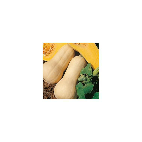 Visuel 1 du produit Mini Courge Butternut Bio. Le pot de 10,5 cm