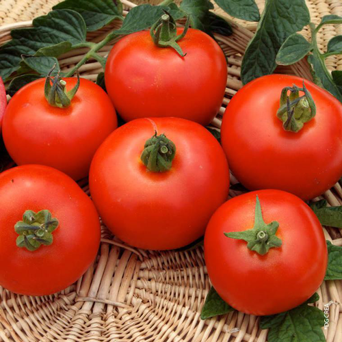 Visuel 1 du produit Tomate Fantasio F1 Bio. La barquette de 6 plants
