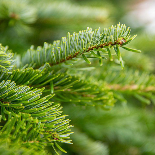 Visuel 2 du produit Sapin de Noël naturel coupé Nordmann - de 350 à 400 cm