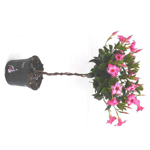 Visuel 1 du produit Dipladénia mini tige - Le pot de 1 litre