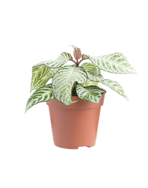 Visuel 1 du produit Aphelandra White Wash (Plante zèbre) multicolore. Le pot Ø 14 cm