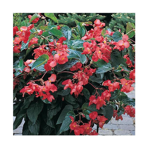 Visuel 1 du produit Begonia Big - Le pot de 10,5 cm