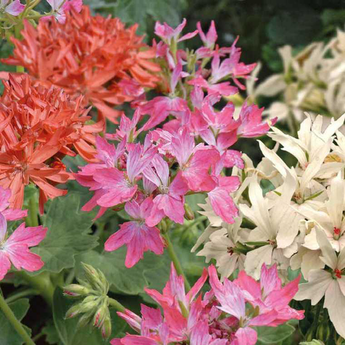 Visuel 1 du produit Géranium à fleurs étoilées multicolores - Le pot de 7,5 litres