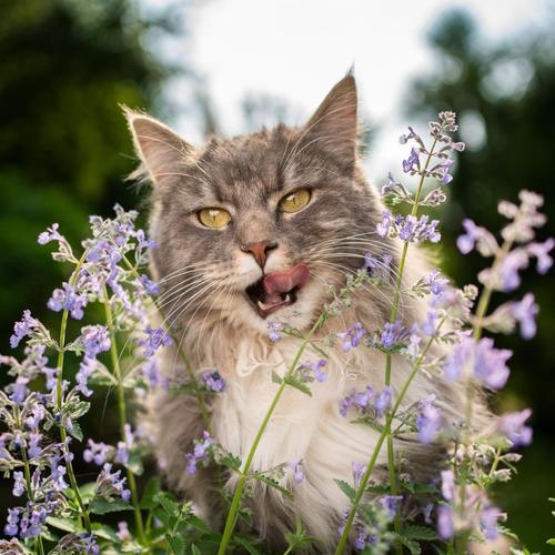 Visuel 3 du produit Cataire spéciale pour animaux Menthe des Chats Vilmorin - graines à semer