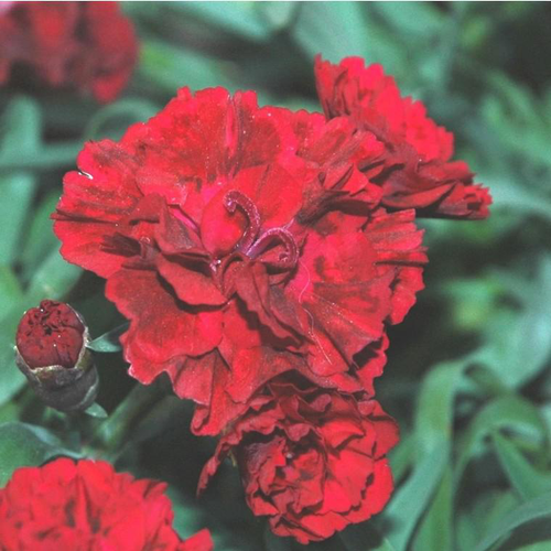 Visuel 1 du produit Oeillet Red Velvet - La coupe