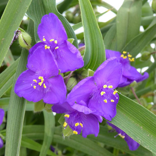 Visuel 1 du produit Tradescantia - Le pot de 3 litres