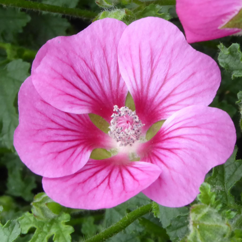Visuel 1 du produit Anisodontea ou Mauve du Cap. Le pot de 2 litres