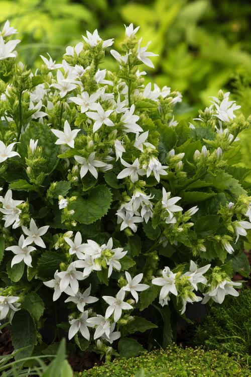 Visuel 1 du produit Campanule ‘E. H. Frost’ - Le pot de 2 litres