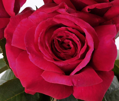 Visuel 1 du produit Rosier Reine Des Parfums ® - Le pot de 7,5 litres