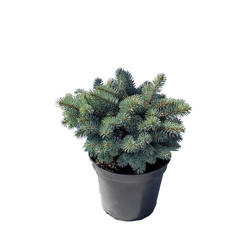 Visuel 1 du produit Épicea du Colorado (Picea Pungens) Hoopsii 20/30. Le pot de 5 litres