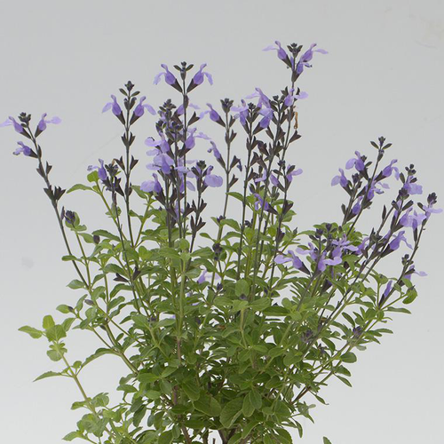 Visuel 1 du produit Sauge Arbustive 'So Cool Pale Blue' - Le pot de 2 litres