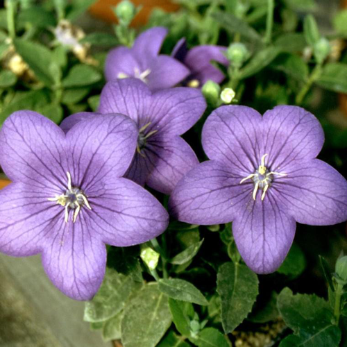 Visuel 1 du produit Platycodon Grandiflorus bleu. Le pot de 5 litres