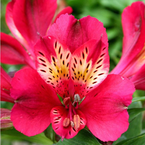 Visuel 1 du produit Alstroemère Pitchounes 'Gaspard' - Le pot de 2 litres