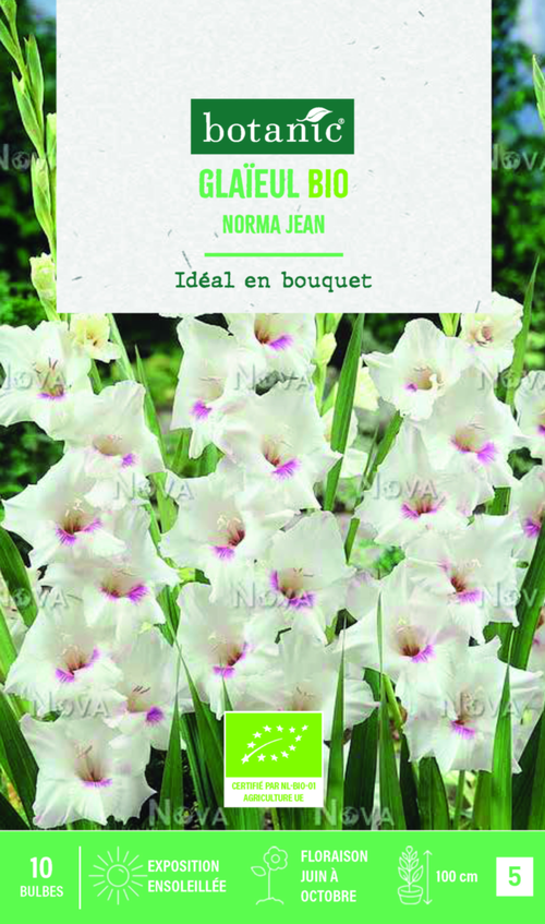 Visuel 1 du produit Bulbes de fleurs Glaïeul grandes fleurs Norma Jean bio botanic® - 10 bulbes