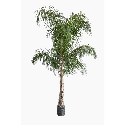 Visuel 1 du produit Arecastrum Romanzoffianum (cocotier plumeux) en pot de 25 L vert