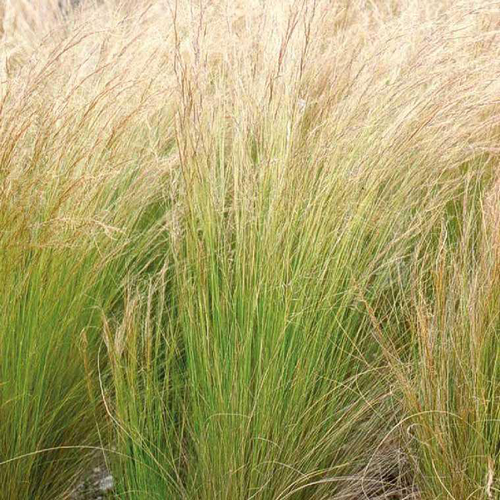 Visuel 1 du produit Stipa ou cheveux d'anges. Le pot de 5 litres