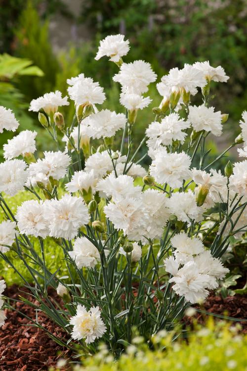 Visuel 1 du produit Œillet mignardise MEMORIES - Le pot de 2 litres