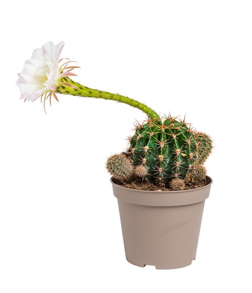Visuel 2 du produit Cactus mix botanic®. Le pot de Ø 9 cm