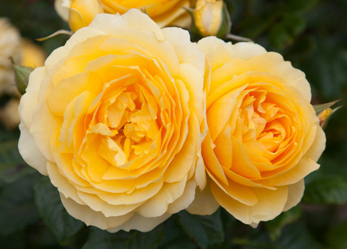 Visuel 1 du produit Rosier Off Load ® - Le pot de 7,5 litres