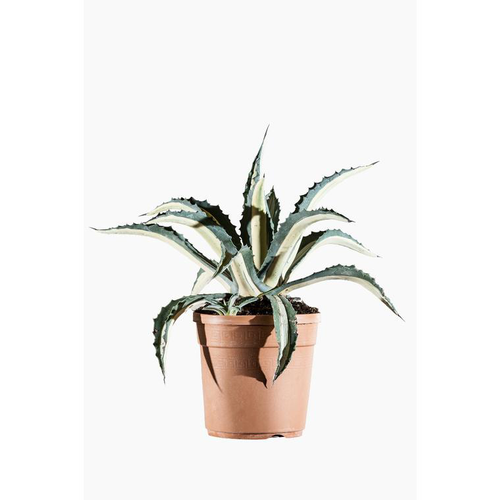 Visuel 1 du produit Agave Mediopicta en pot de 3 L jaune